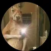 hanibadger