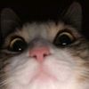 cahbaguss_62