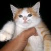 bangkaa__