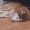 aaronwuff