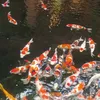 maucariapalu