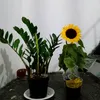 edmeiajacintho2