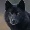 laurisgirl