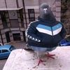 pablo8875