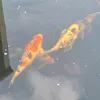 schwimmtier