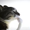 vorklordiii