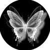 sheinaseptia1