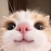 hin_iu_matchalatte