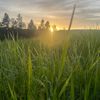 farm_life008