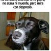 ororojoazul0