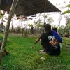 kencing32