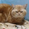 supitcha.cat