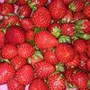strawberry1902