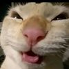 n.rawwww