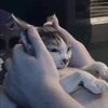peachthegoblincat