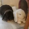 mollyandmontie