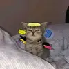 captain_jatnipat