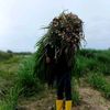 dsa_farm