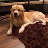 buddy_usa