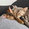 ruffy_shanks_bengals