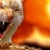 zuddu0
