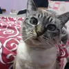 catduchessa