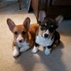 mother_of_corgis_