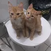 nenem_cat