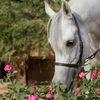 abeer_alobaidy