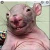 furousrat