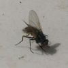 the_fly_75
