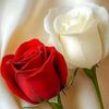 mr.ashraf9888