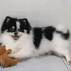 liechanlove