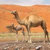 Geel Jire 🐫