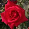 sumonaislam79