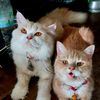 khahnun_cat59