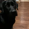 flauschi_von_flausch
