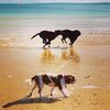 2blacklabs22