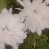 mas.mulyo36