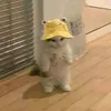 piyikapr