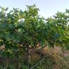 mohamedamine9250