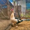 Pertenakpemula🦆