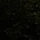 .finnsh
