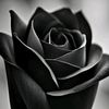 andreicip2