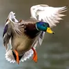 dy9ilq3nq11s