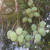 iwanwani58
