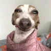 leidelu66