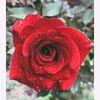 danish566787