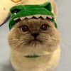 kizzewhiskers