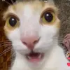 gio.zkw